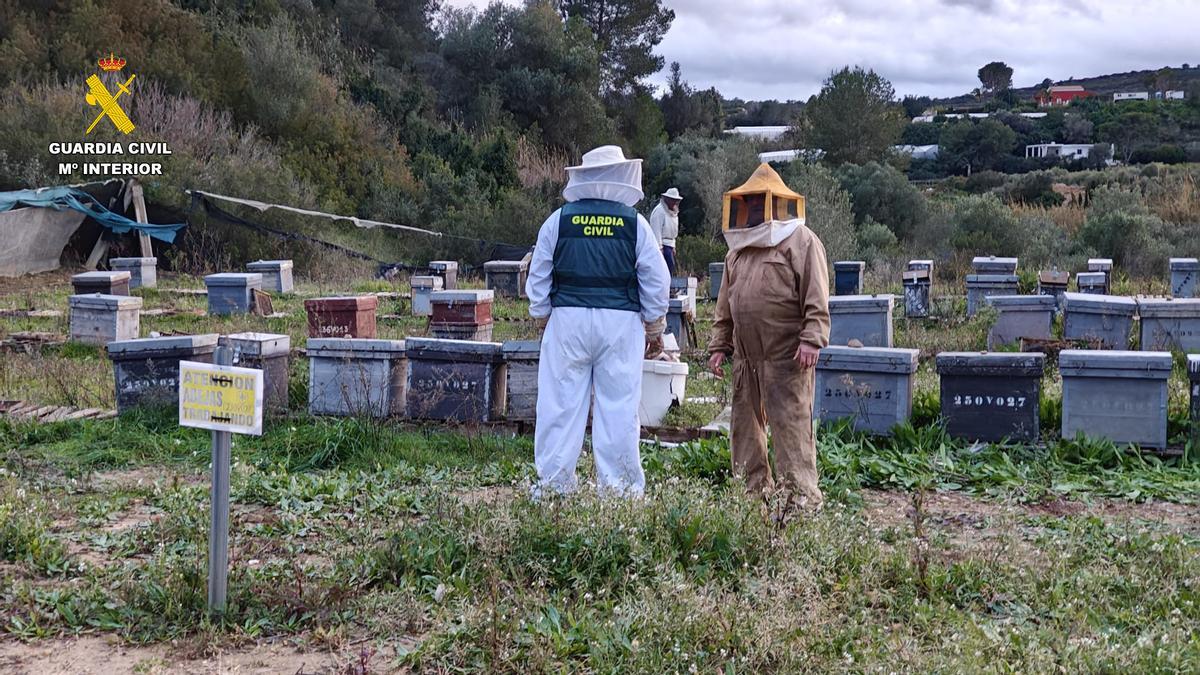 La Guardia Civil en la explotación apícola ilegal de Picassent.