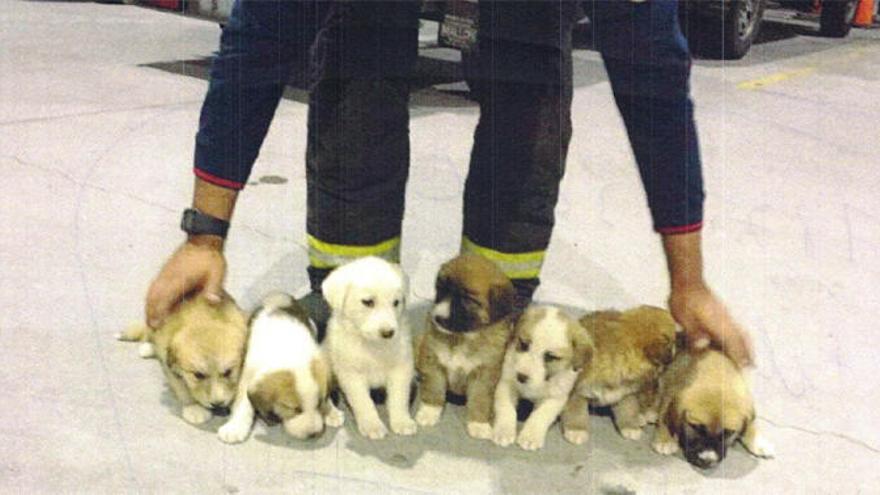 Algunos de los cachorros abandonados.