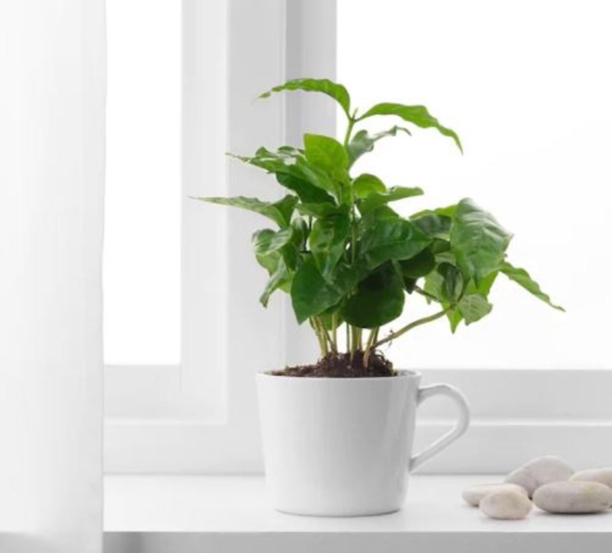 PLANTAS | Coffea arabica: la planta del café que puedes conseguir en Ikea