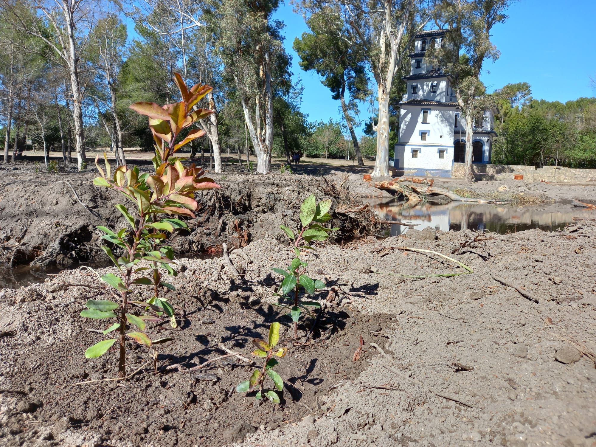 El humedal del Parc de Sant Vicent de Llíria llevaba más de medio siglo sepultado y ahora es un hábitat de la flora y fauna local