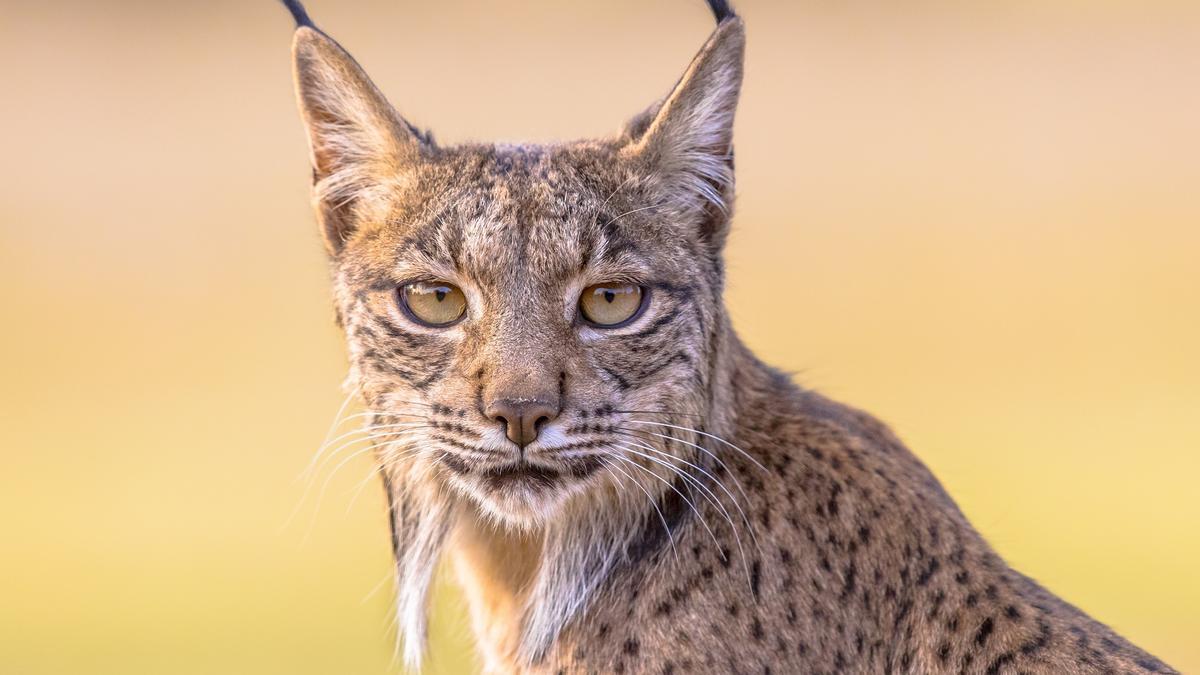 España logra salvar el lince ibérico