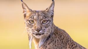 España logra salvar el lince ibérico