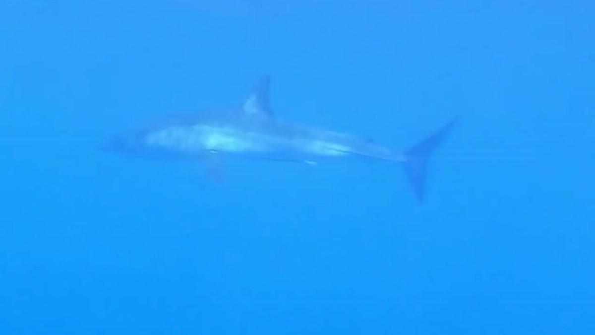 Avistado en el Garraf un tiburón toro, una especie en peligro de extinción