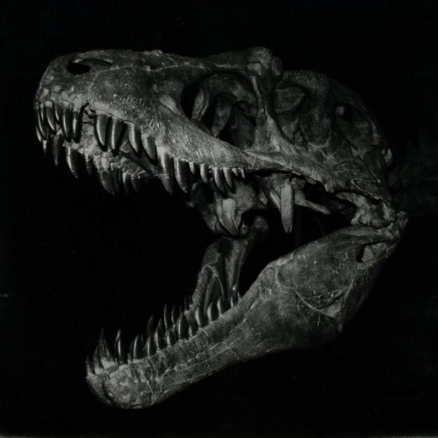 La mandíbula del Tiranosaurio Rex