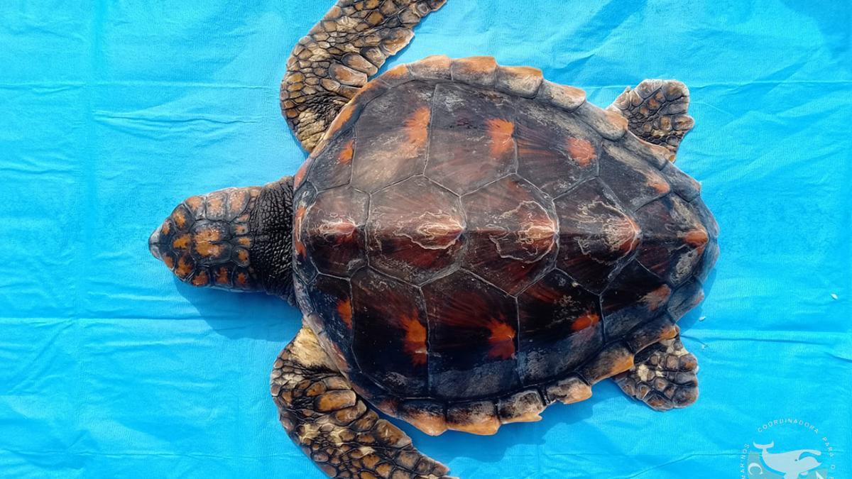 Esta tortuga llegó viva a la costa gallega, pero poco despúes falleció.