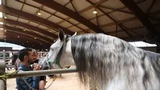 La Ascensión vuelve a cabalgar entre equinos, pulpo y tradición popular en Amio
