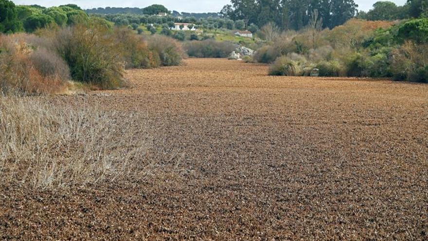 Polémica sobre uso de químicos en la lucha contra el camalote