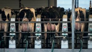 Catalunya, al capdavant de la contaminació per les macrogranges