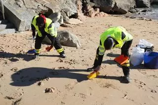 Operarios de la Xunta y voluntarios de la Universidade retiran pélets de los arenales