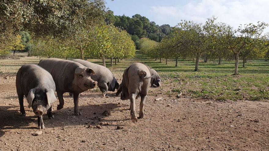 Las ayudas de la PAC son una prestación directa para agricultores y ganaderos de las islas. | R. FERRIOL