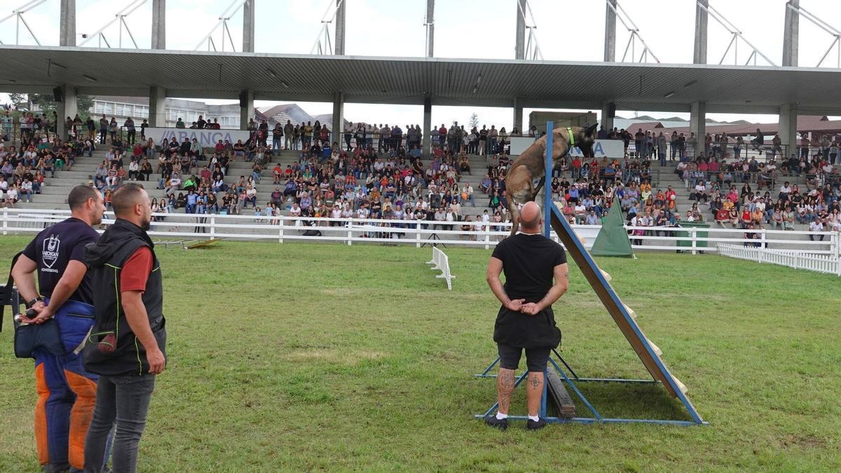 Prueba de 'agility' en la anterior edición de la feria.