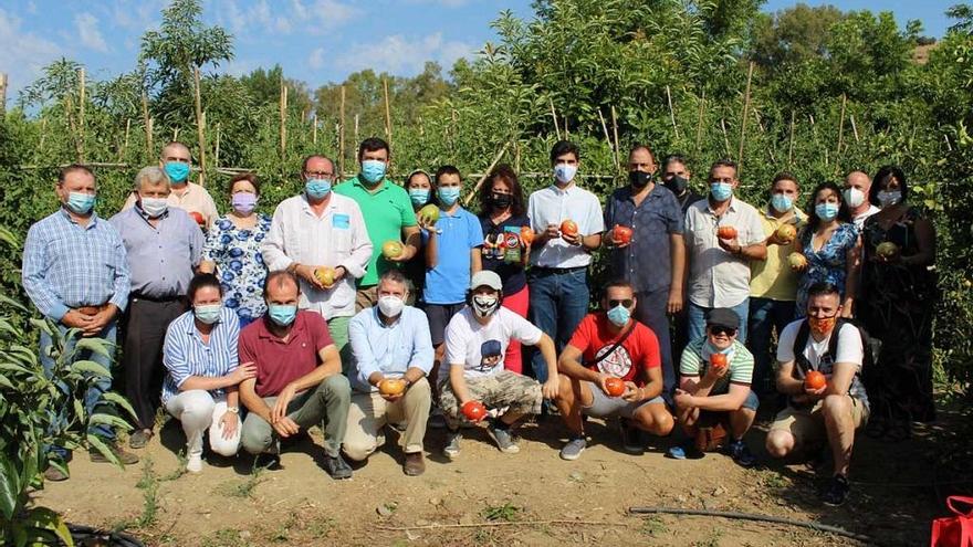 Comienza la campaña del Tomate Huevo de Toro en el Valle del Guadalhorce