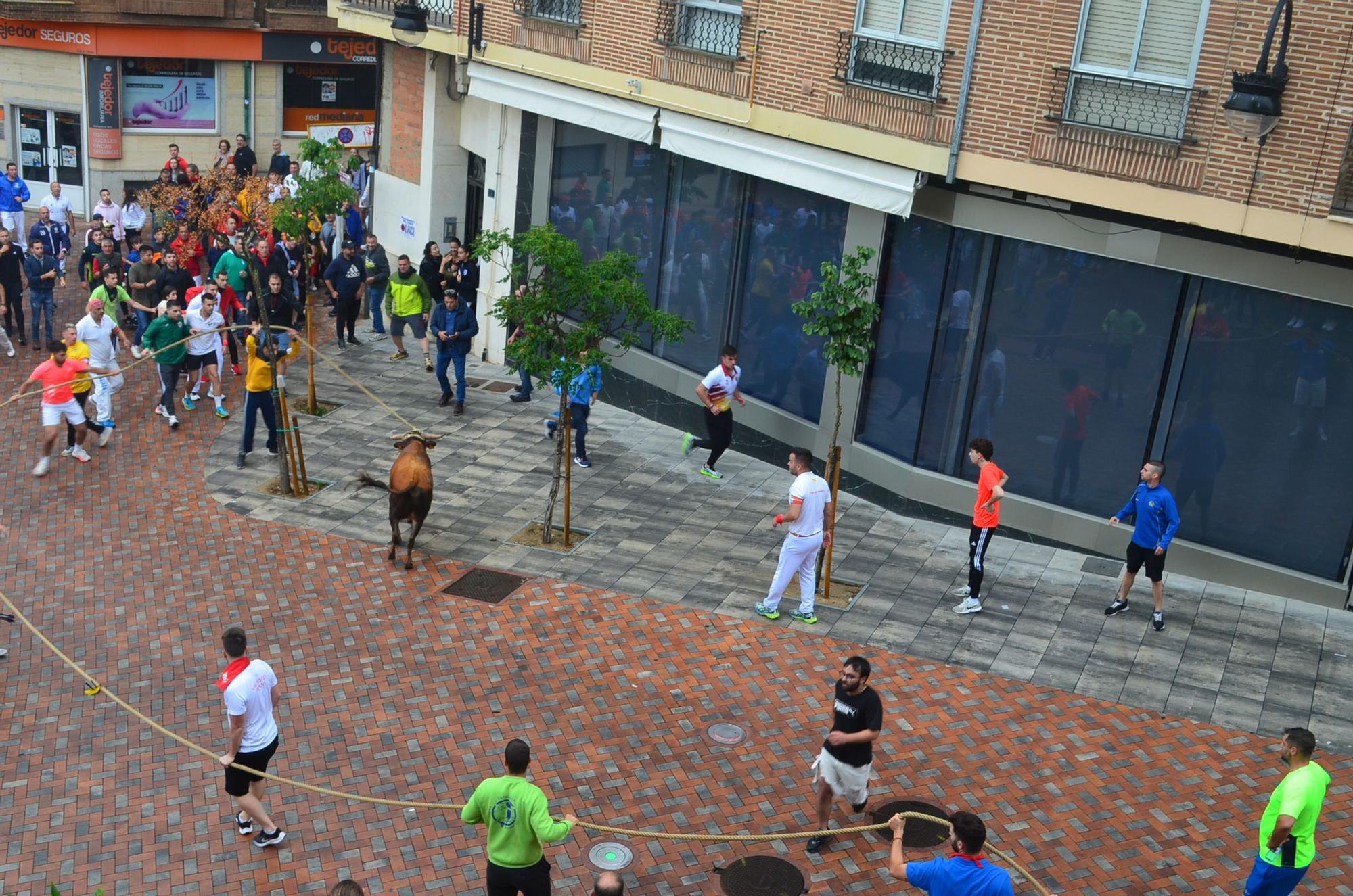 Fiestas del Toro en Benavente: El torito Berrón completa el recorrido en 26 minutos