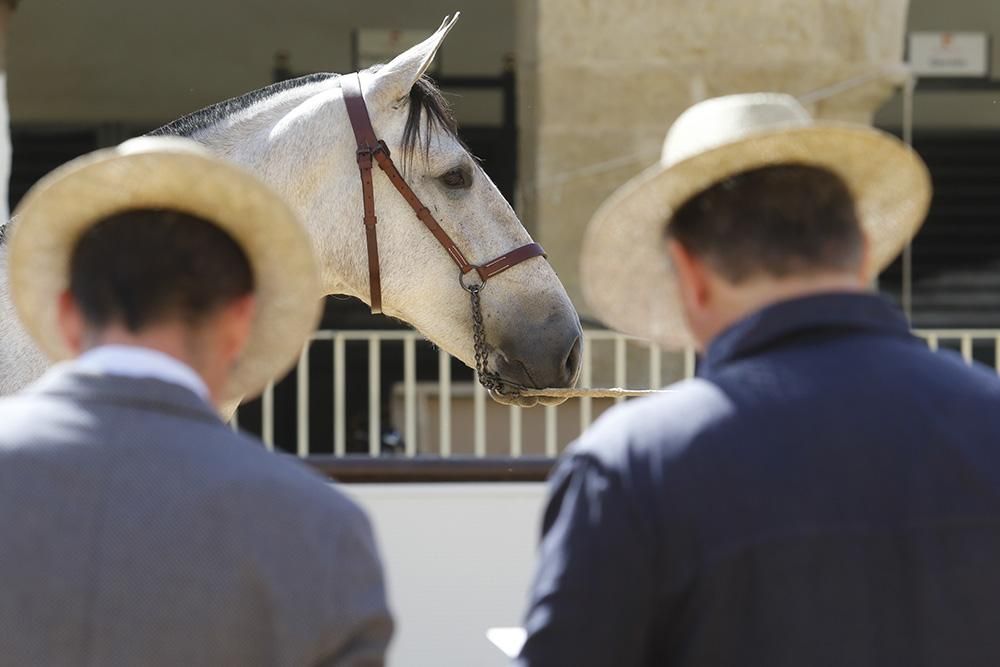 Fotogalería /  Primera jornada de Cabalcor.