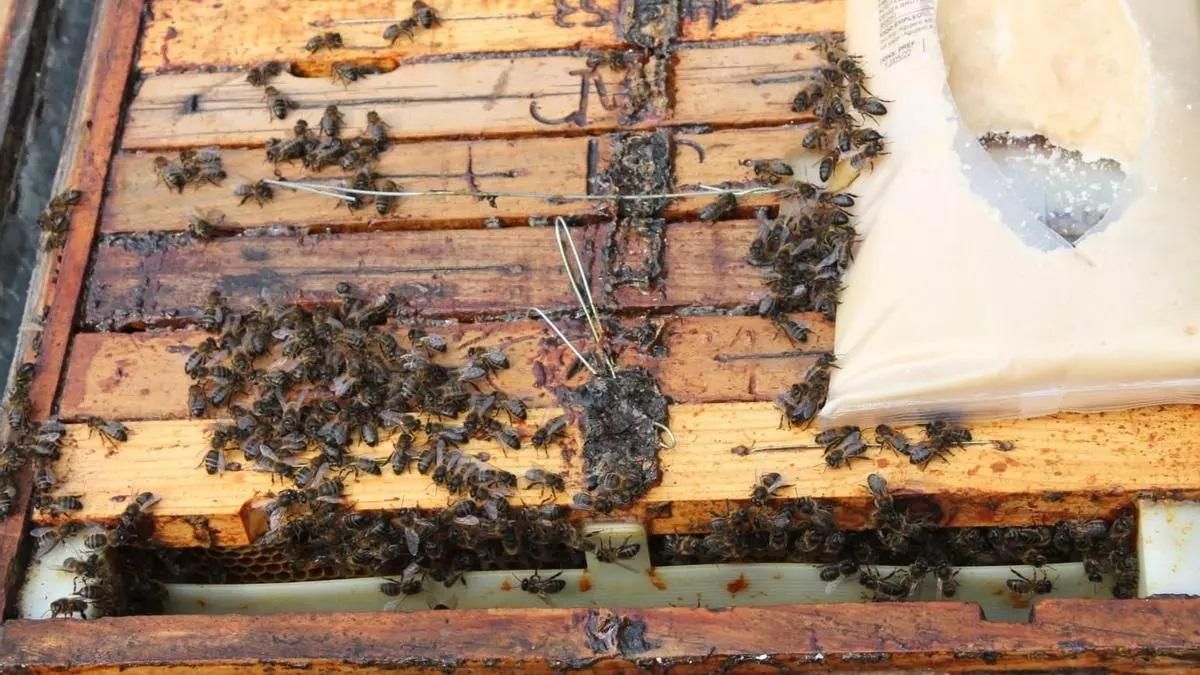 Abejas en los cuadros y la parte superioir de una colmena situada en la comarca cacereña de Las Hurdes