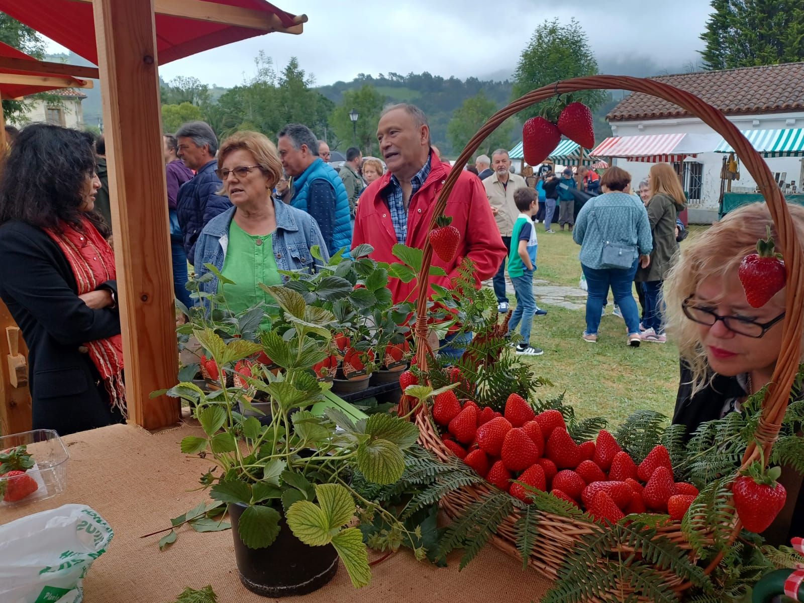 Festival de la Fresa de Candamo: éxito de público y existencias agotadas