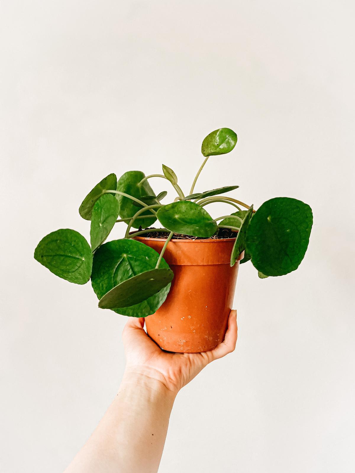 La Pilea Peperomioides es una planta segura para gatos