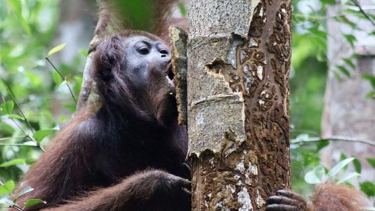 GRANDES SIMIOS / Los orangutanes comen plantas medicinales en secuencias que apuntan a una posible automedicación