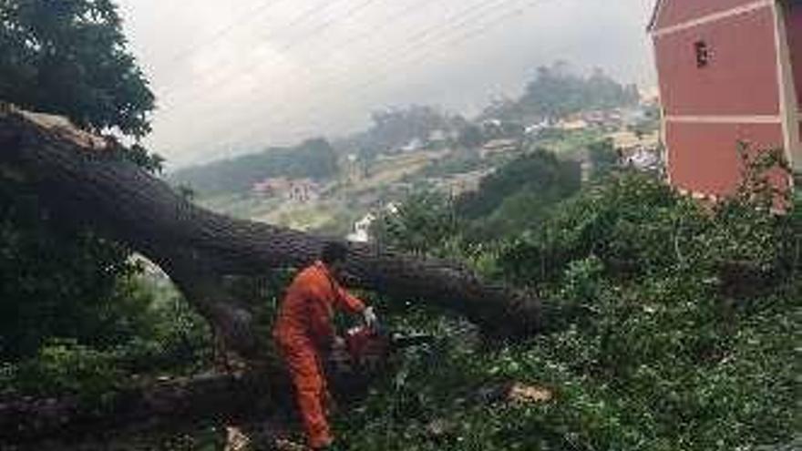 Un operario corta el árbol, ayer.