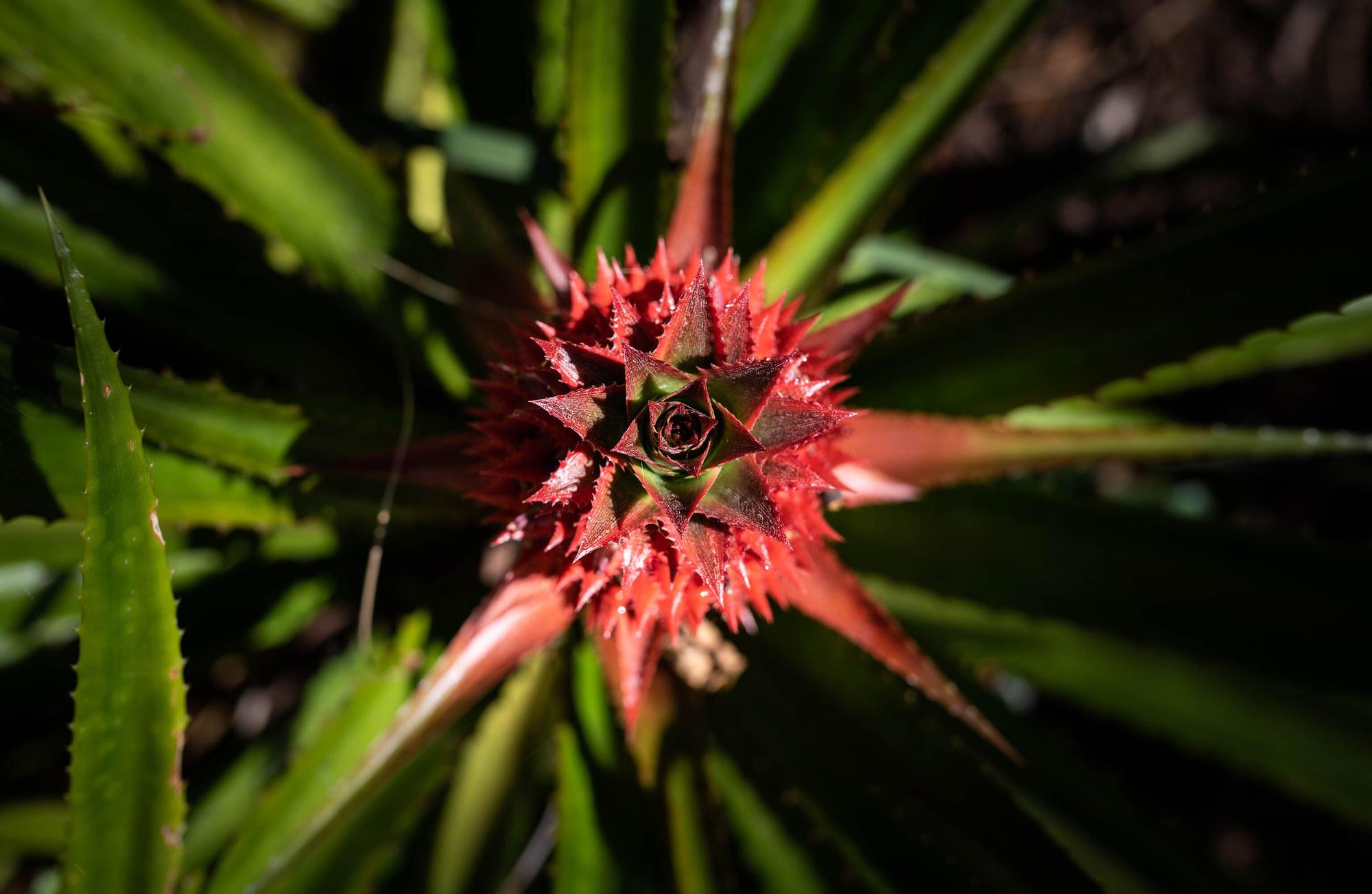 Reapertura Jardín Botánico