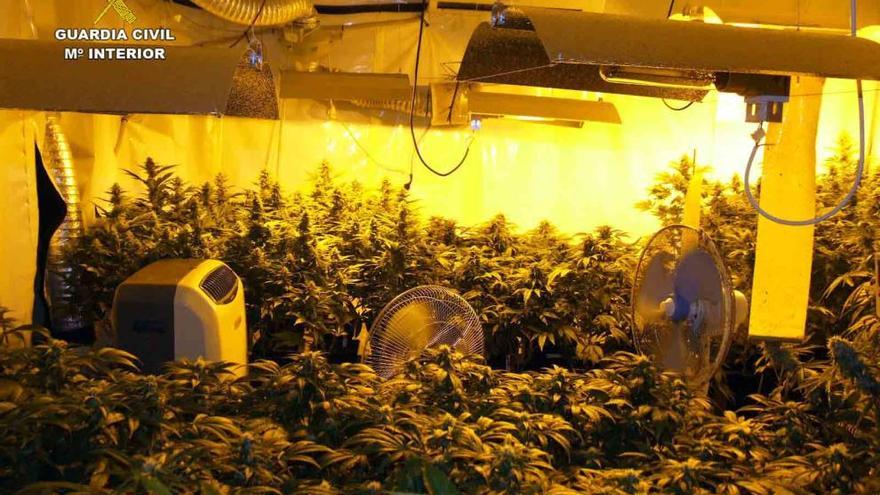 Detienen a un hombre de 63 años con 400 plantas de marihuana