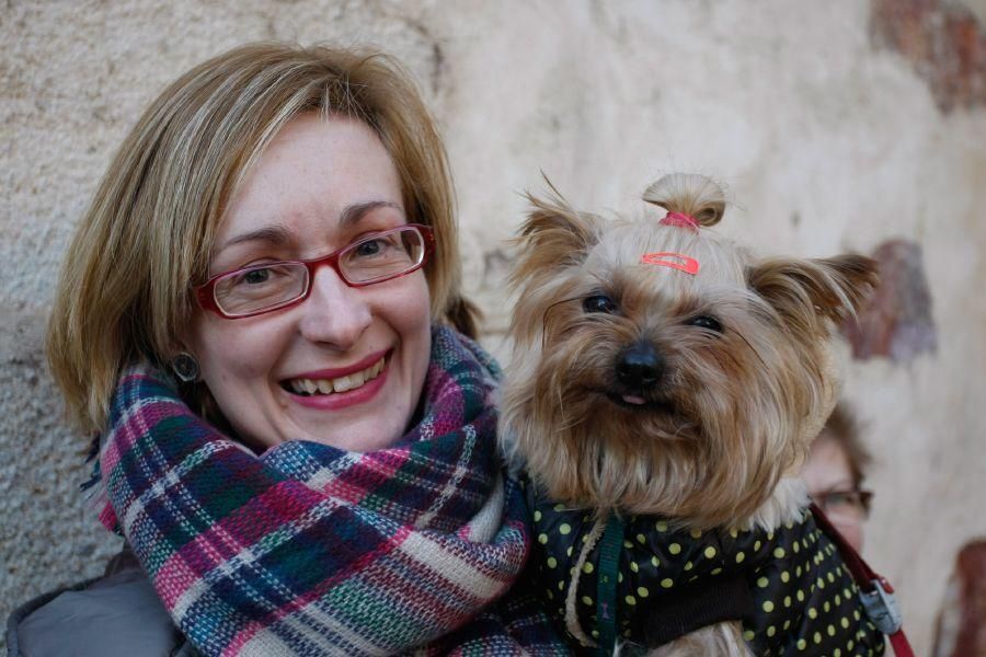 Los perros gobiernan por san Antón en Zamora