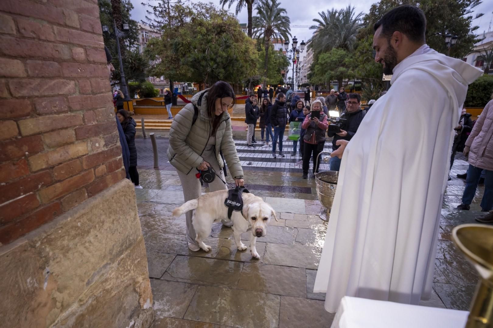 Bendición de animales por San Antón bajo una lluvia invernal en Torrevieja