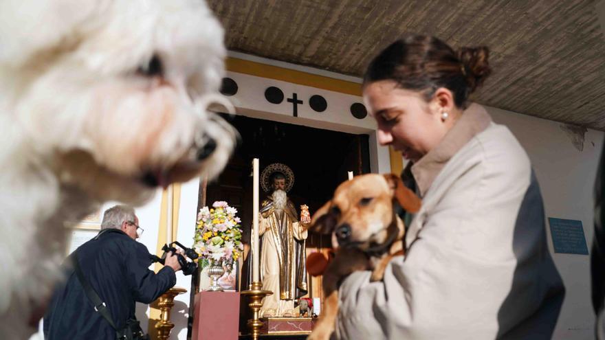 Las mascotas de Málaga reciben su bendición por San Antón