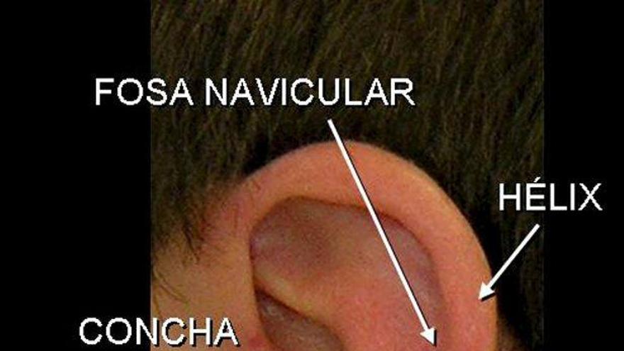 Investigadores de la Universidad de Alcalá (Madrid) desarrollan un proyecto que incluye la creación de un manual con fotos de los diferentes tipos de orejas, sus características y su frecuencia entre la población española, lo que servirá a la Policía y la Guardia Civil para esclarecer delitos.