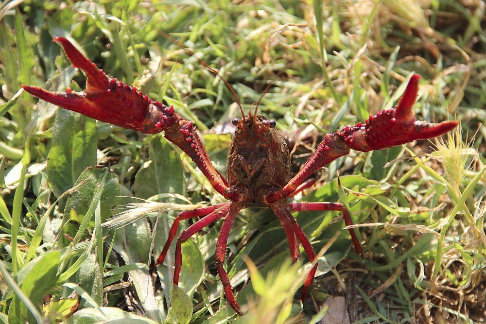 Santpedor. El nostre lector ha pogut fotografiar aquest cranc de riu americà, una espècie invasora i molt abundant.