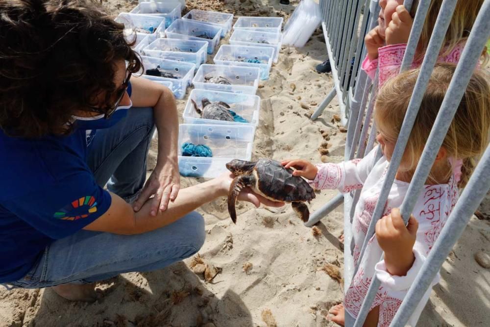 Liberadas en Ibiza 26 tortugas de la primera puesta registrada en Baleares