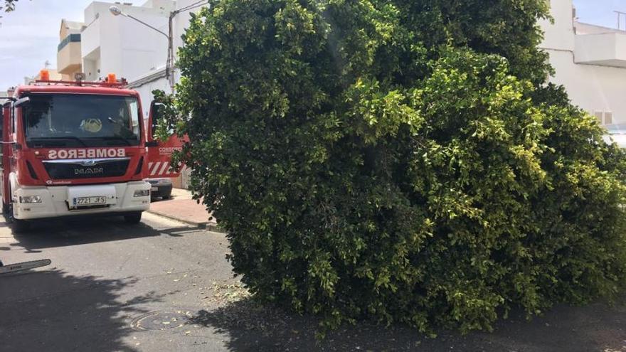 Caída de un árbol en Arrecife