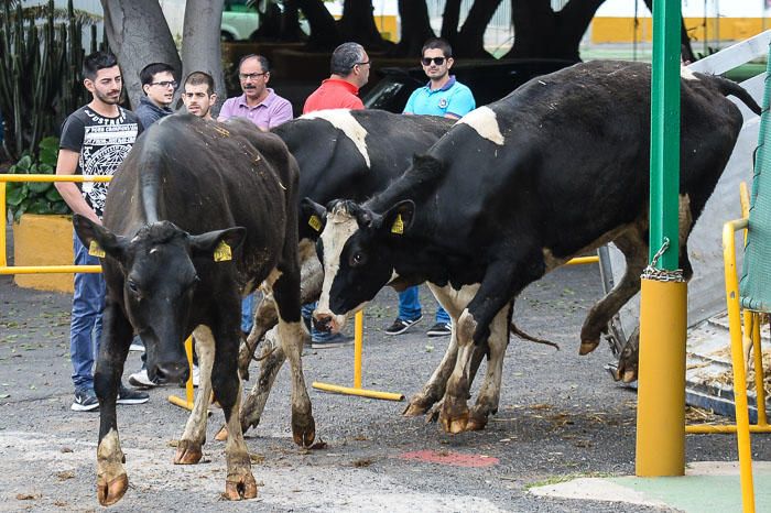 El Cabildo recibe 33 vacas