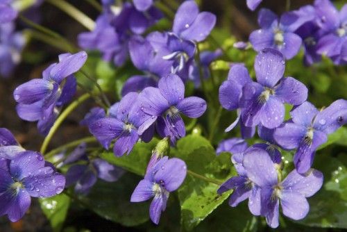 Las 10 plantas de interior que alegrarán tu hogar