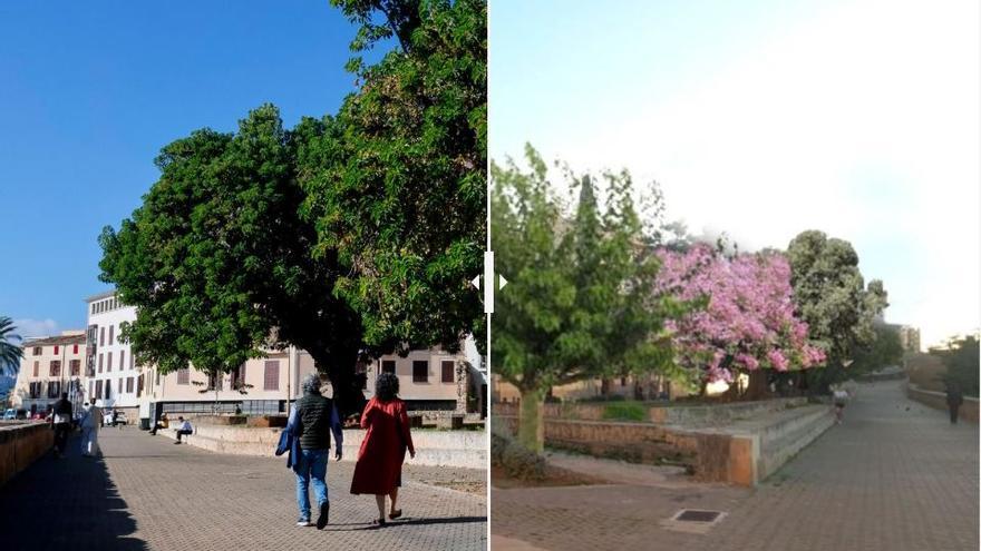 La plaza con los bellasombra y cuando se planten los árboles que los sustituirán.