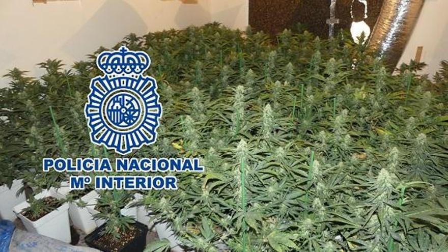 Algunas de las plantas de marihuana localizadas.