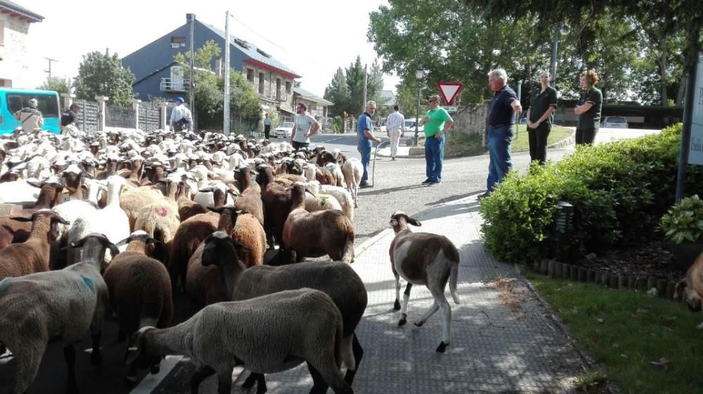 Las ovejas "toman" Puebla de Sanabria