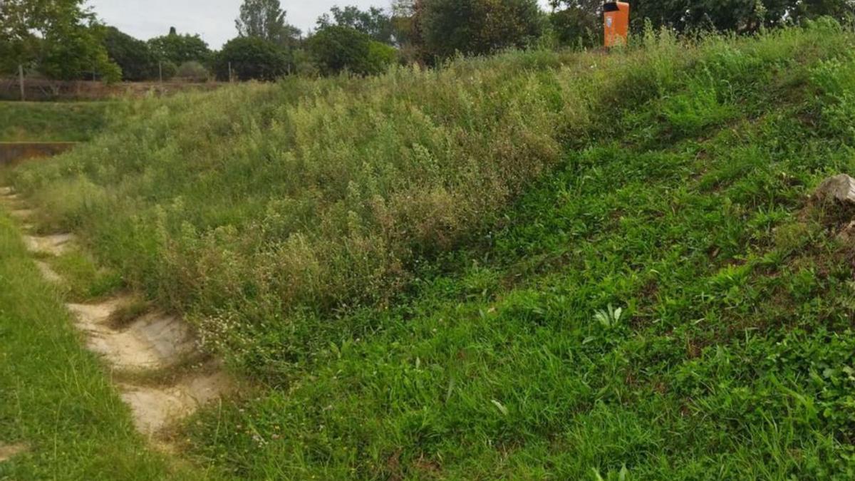 Aquest setembre, les males herbes envoltaven el camp | CF LA FONT DELS CAPELLANS