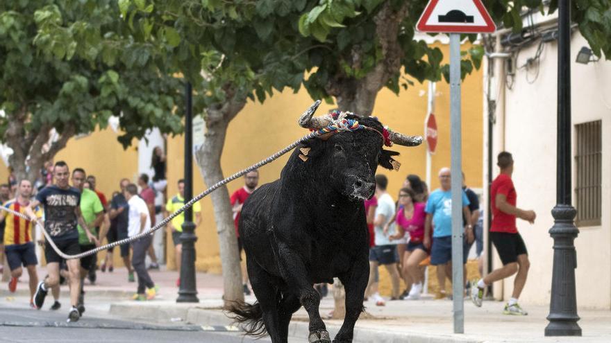 El ‘Torico en cuerda’ de Chiva, en una imatge d’arxiu