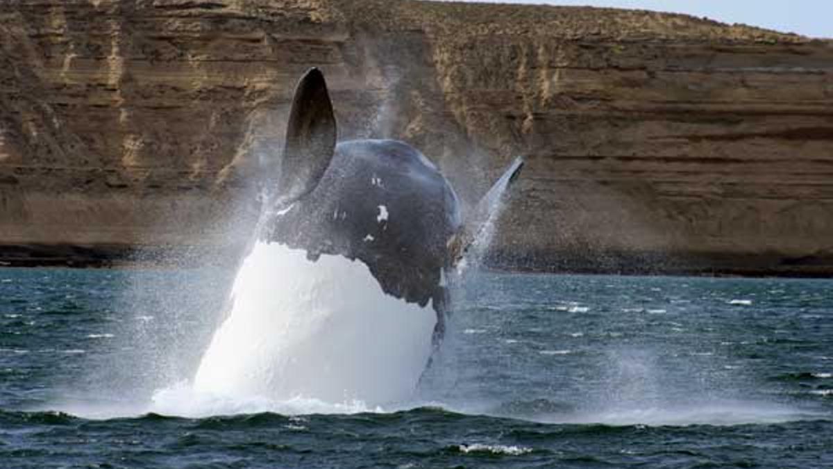 Una orca en Caleta Valdés