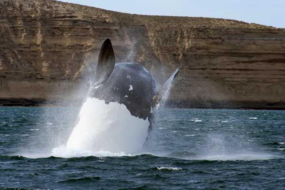 Una orca en Caleta Valdés