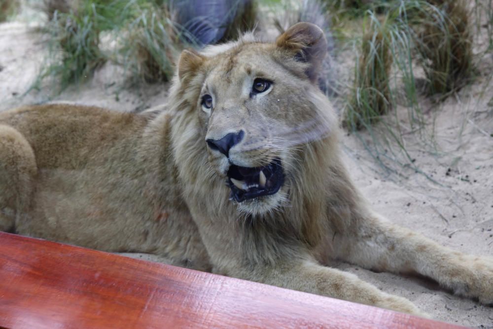 Delia Padrón Inauguración del Lion's Kingdom, la exhibición de los leones africanos, en Loro Parque