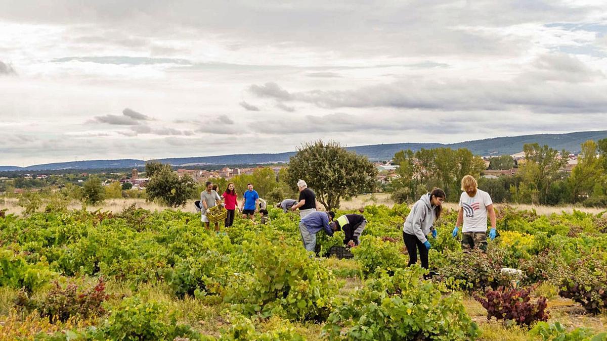 Distintos momentos de la vendimia en pueblos de la comarca natural de Aliste, Tábara  y Alba. | Ch. S.