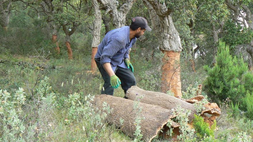 Un pelador de suro en un bosc d&#039;Espolla