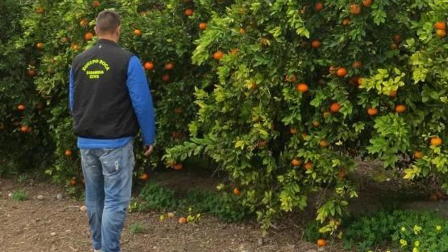 Detenidos por robar 10.500 kilos de naranjas