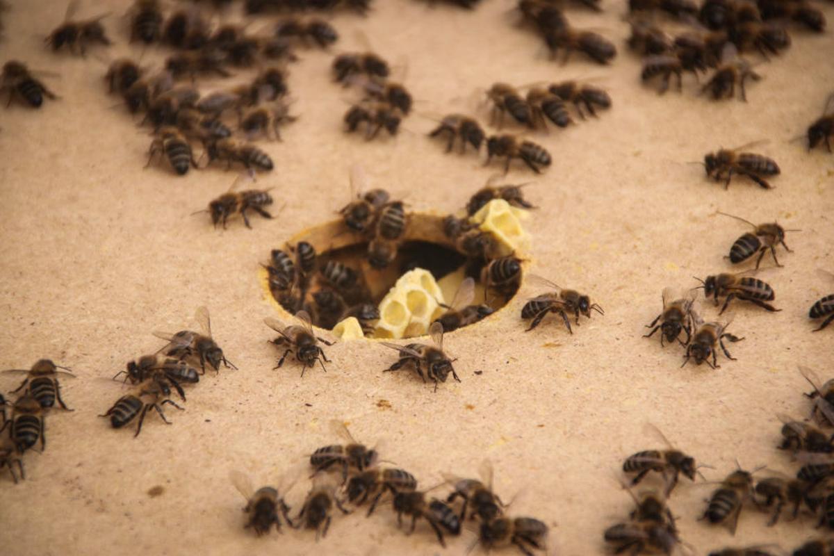 La fumigación contra la Xylella acaba con el 30% de los panales de abejas de la provincia de Alicante.