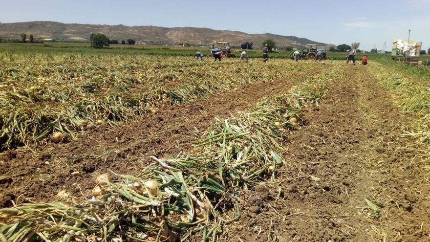 La falta de lluvia amenaza el devenir del sector agrícola en Málaga
