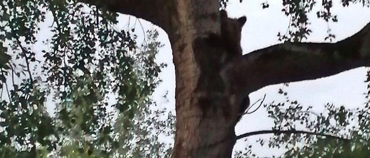 Un esbardo, en el alto de un árbol en La Vara, en Morcín.