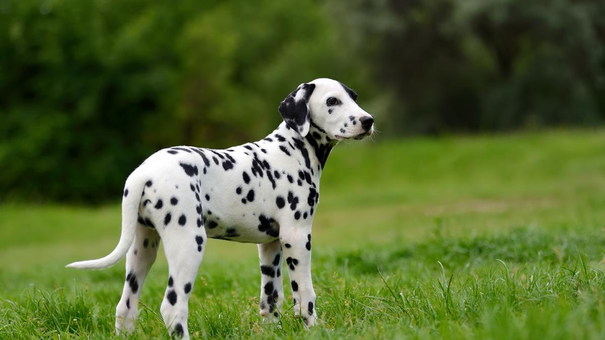 Los Dálmata son una de las razas de perro más populares