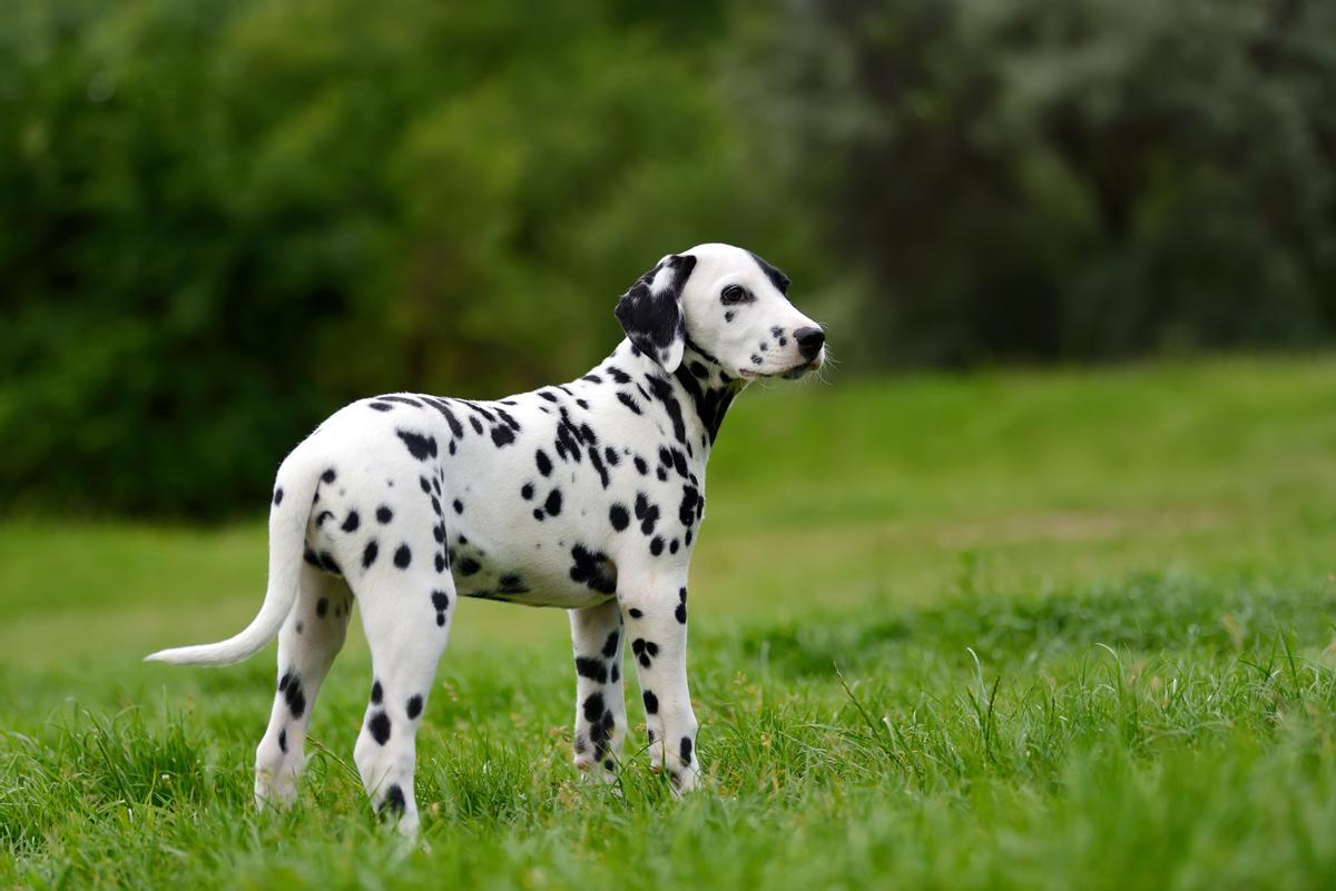 Los Dálmata son una de las razas de perro más populares